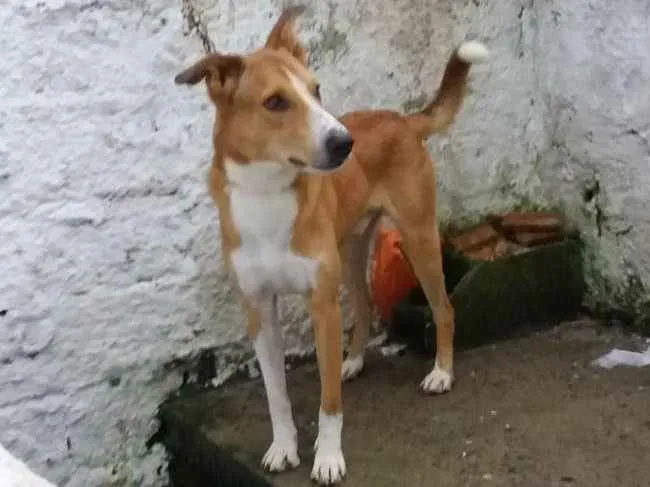 Cachorro ra a Border collie idade 1 ano nome Olliver