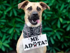 Cachorro raça SRD idade 7 a 11 meses nome Alfredo