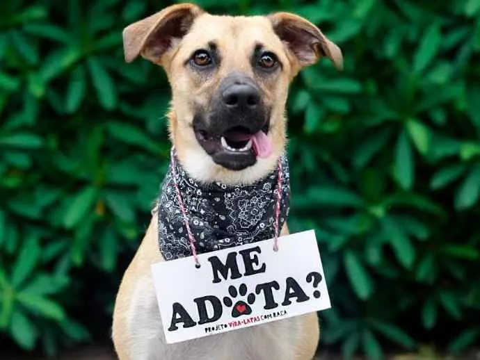 Cachorro ra a SRD idade 7 a 11 meses nome Alfredo