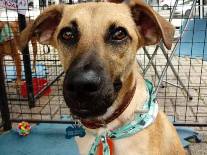 Cachorro ra a SRD idade 7 a 11 meses nome Alfredo