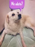 Mel