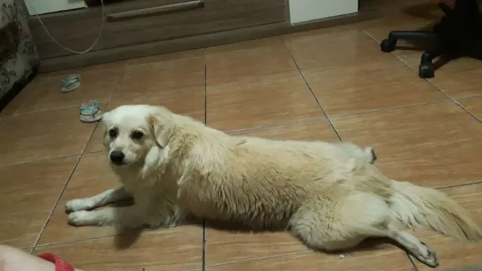 Cachorro ra a SRD idade 7 a 11 meses nome Mel