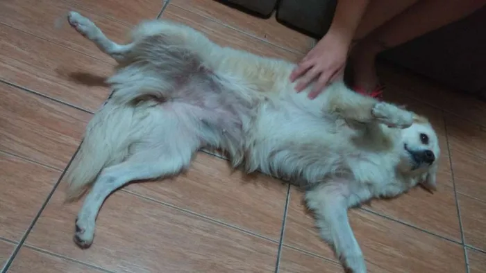 Cachorro ra a SRD idade 7 a 11 meses nome Mel