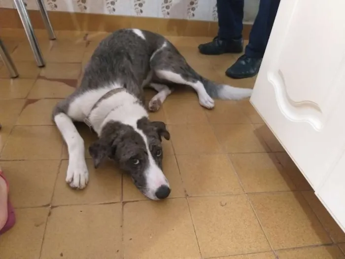 Cachorro ra a SRD idade 7 a 11 meses nome Princesa
