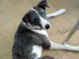 Princesa