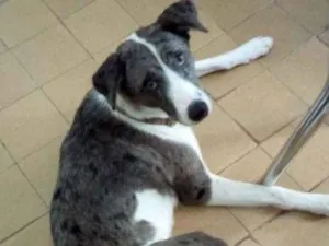 Cachorro raça SRD idade 7 a 11 meses nome Princesa