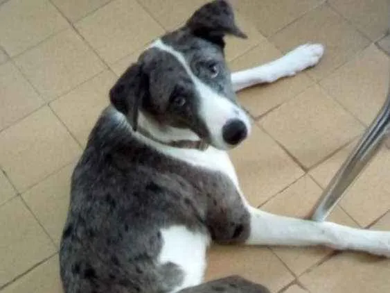 Cachorro ra a SRD idade 7 a 11 meses nome Princesa