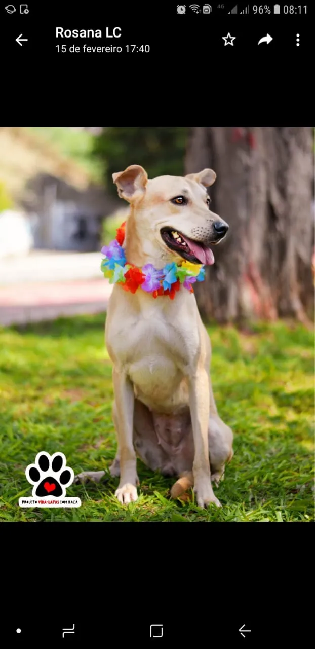 Cachorro ra a SRD idade 1 ano nome Princesa