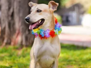 Cachorro raça SRD idade 1 ano nome Princesa