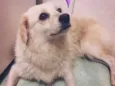 Mel