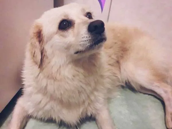 Cachorro ra a SRD idade 7 a 11 meses nome Mel