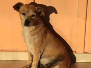 Cachorro raça Sem Raça idade 6 ou mais anos nome Belinha