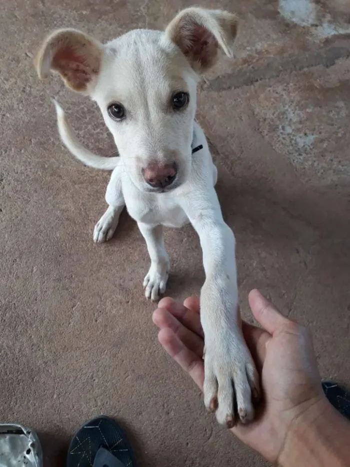 Cachorro ra a  idade 2 a 6 meses nome Zeus