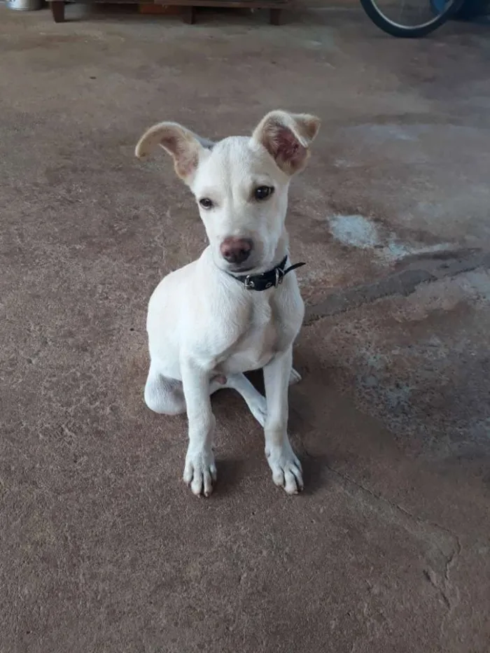 Cachorro ra a  idade 2 a 6 meses nome Zeus