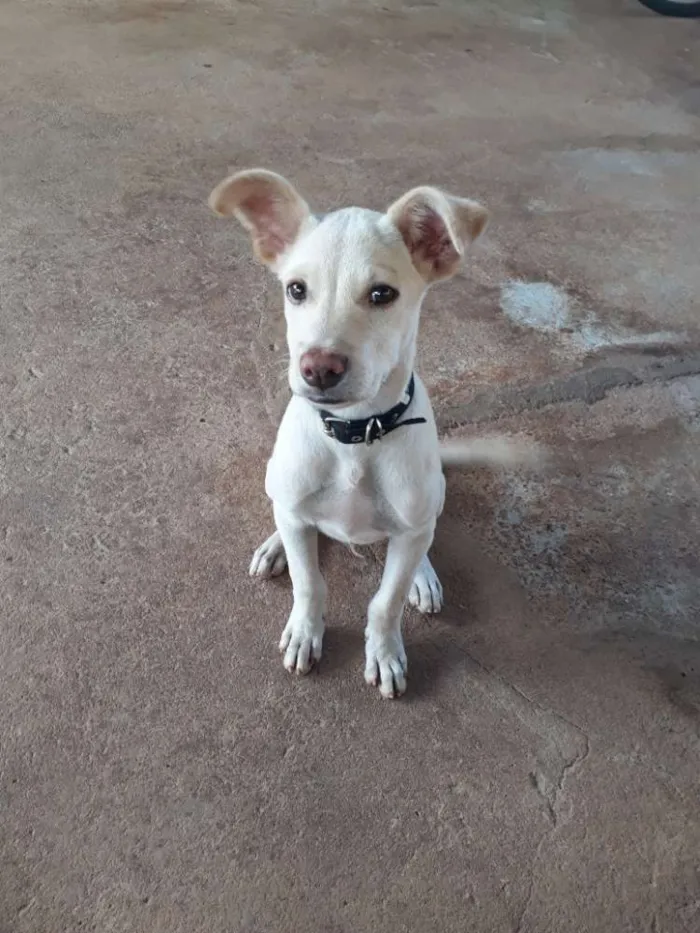 Cachorro ra a  idade 2 a 6 meses nome Zeus