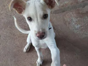 Cachorro raça  idade 2 a 6 meses nome Zeus