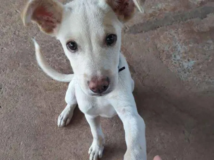 Cachorro ra a  idade 2 a 6 meses nome Zeus