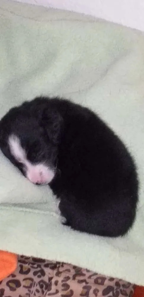 Cachorro ra a Vira lata idade Abaixo de 2 meses nome Filhotinho