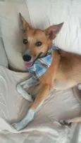 Simba
