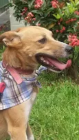 Simba