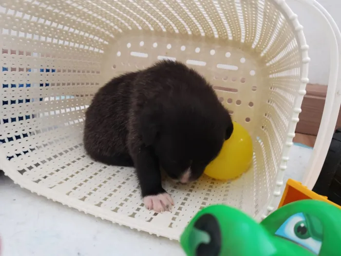 Cachorro ra a Vira lata idade Abaixo de 2 meses nome Filhotinho