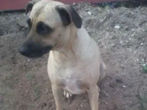 Cachorro raça Srd idade 4 anos nome Gorda