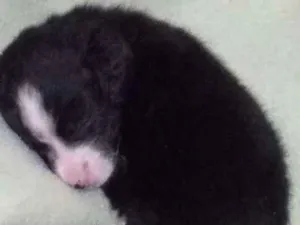 Cachorro raça Vira lata idade Abaixo de 2 meses nome Filhotinho