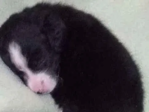 Cachorro ra a Vira lata idade Abaixo de 2 meses nome Filhotinho