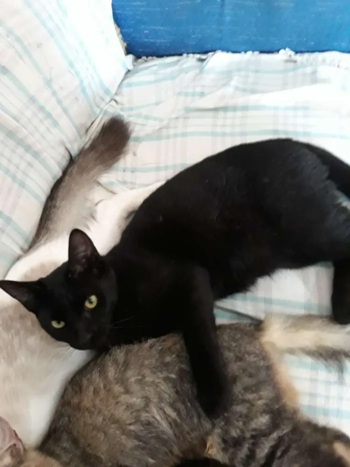 Gato ra a  idade 7 a 11 meses nome Pretinho