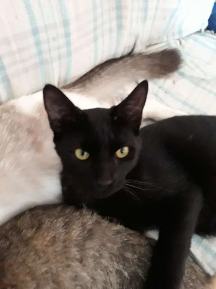 Gato ra a  idade 7 a 11 meses nome Pretinho