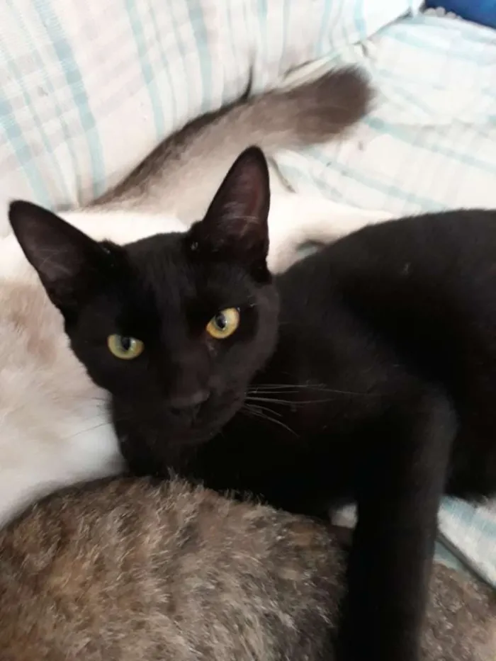 Gato ra a  idade 7 a 11 meses nome Pretinho