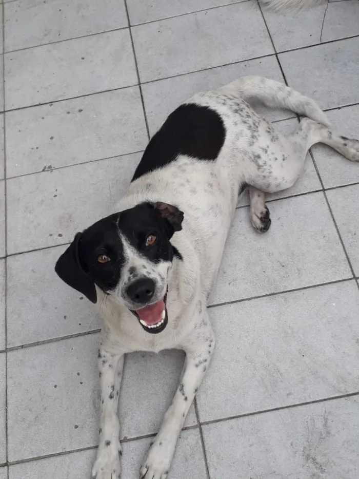Cachorro ra a desconhecida  idade 2 anos nome Julie e Bobby