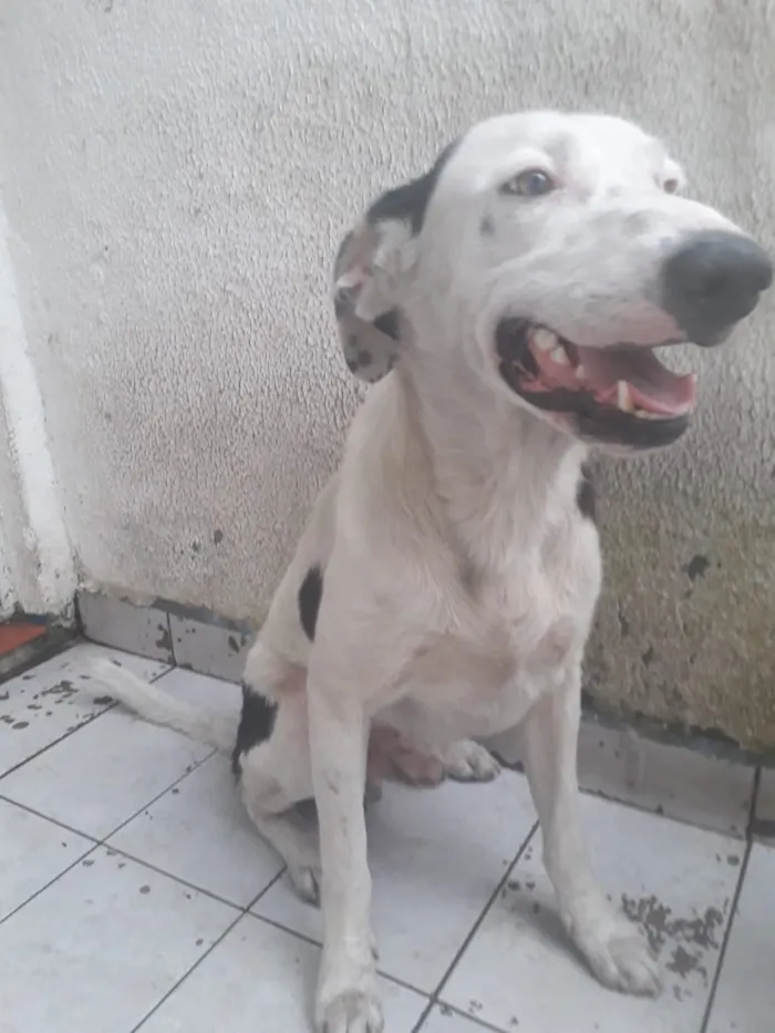 Cachorro ra a desconhecida  idade 2 anos nome Julie e Bobby