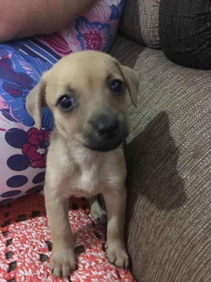 Cachorro raça SRD idade 2 a 6 meses nome Bia e Bibi 