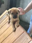 Cachorro raça SRD idade 2 a 6 meses nome Bia e Bibi 