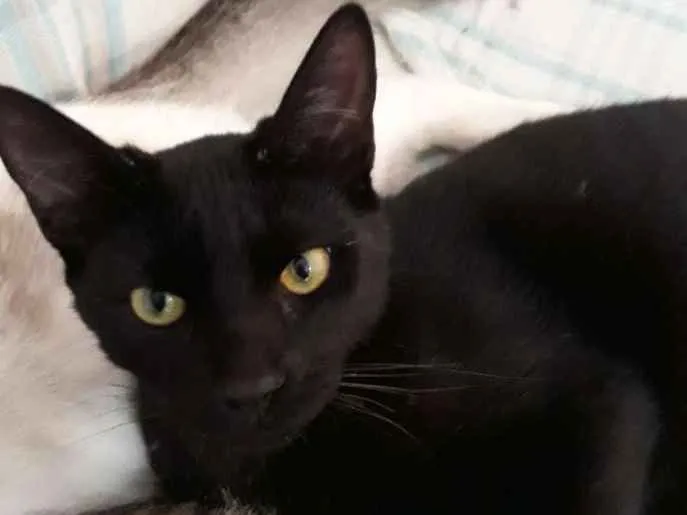 Gato ra a  idade 7 a 11 meses nome Pretinho