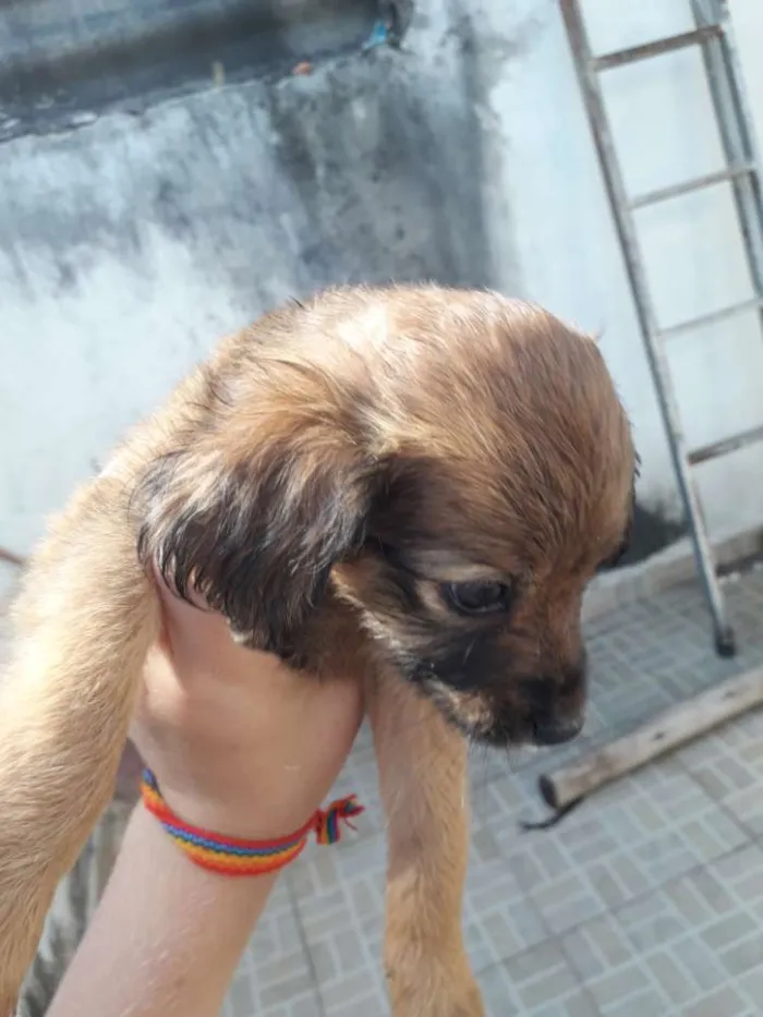 Cachorro ra a Vira-lata  idade 2 a 6 meses nome Flor