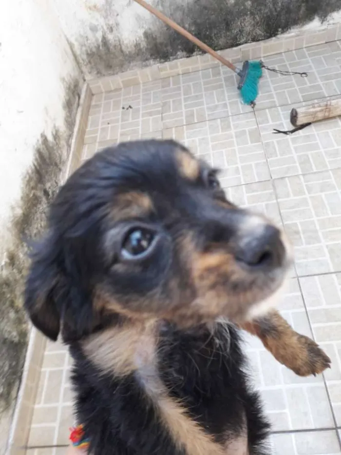 Cachorro ra a Vira-lata  idade 2 a 6 meses nome Flor