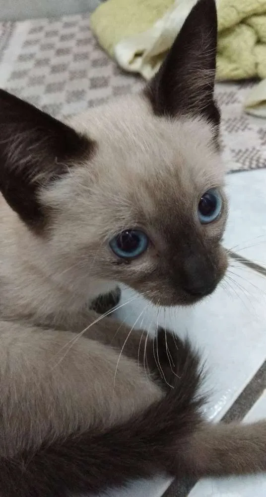 Gato ra a Não sei  idade Abaixo de 2 meses nome Sem nome