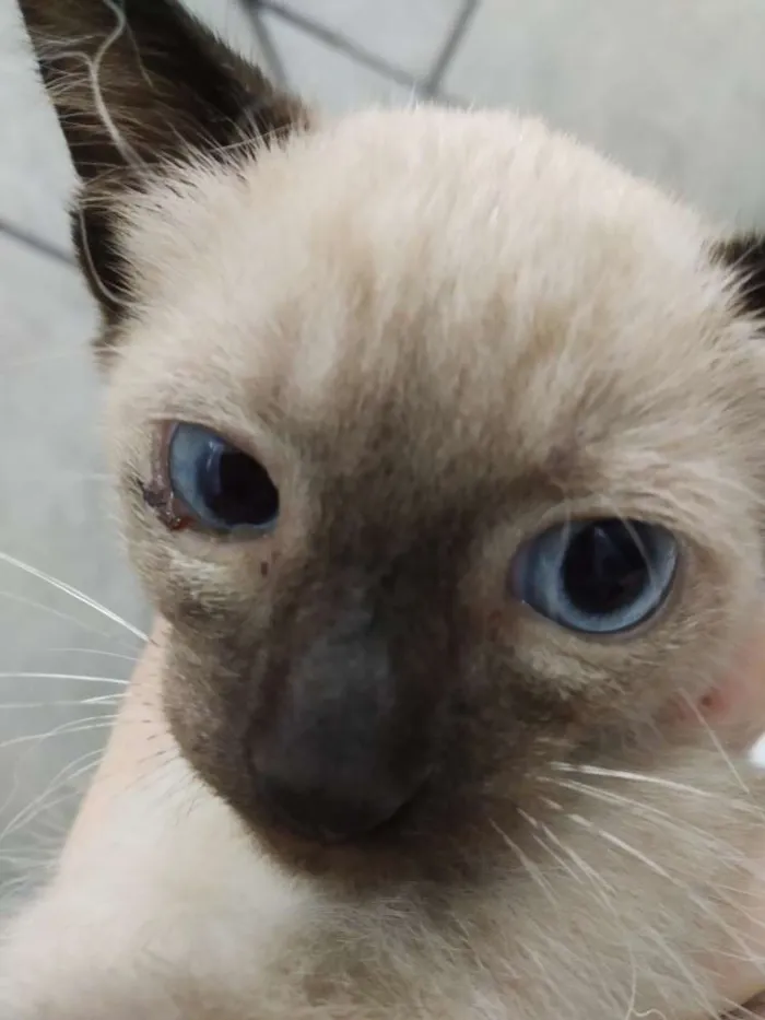 Gato ra a Não sei  idade Abaixo de 2 meses nome Sem nome