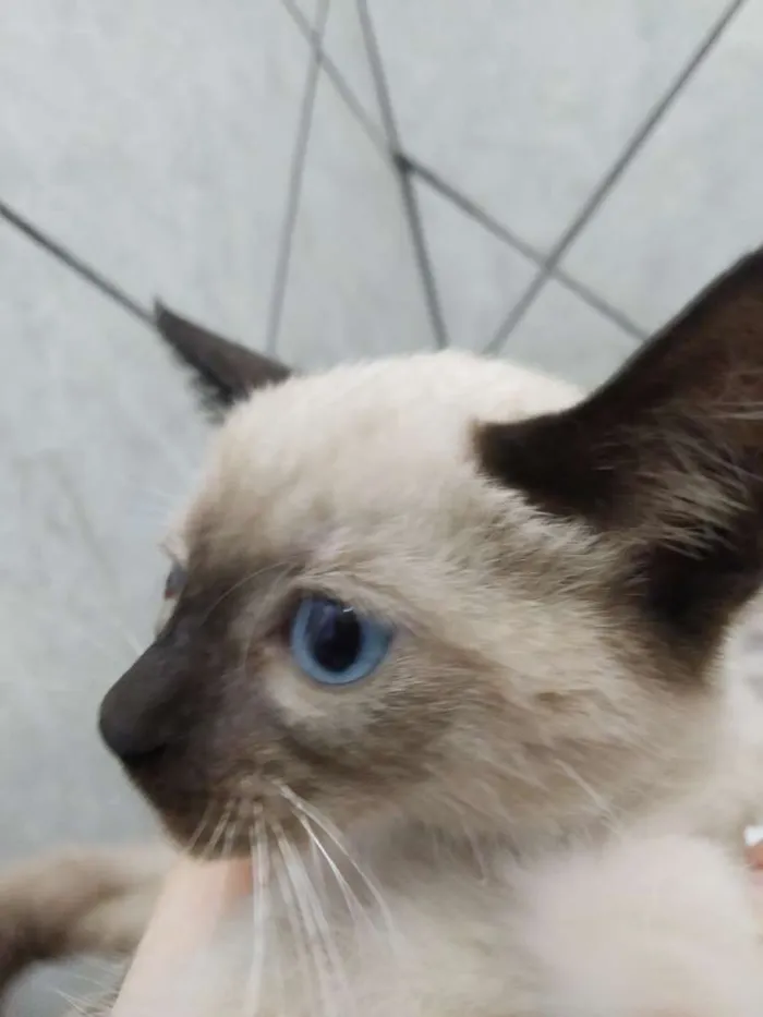 Gato ra a Não sei  idade Abaixo de 2 meses nome Sem nome