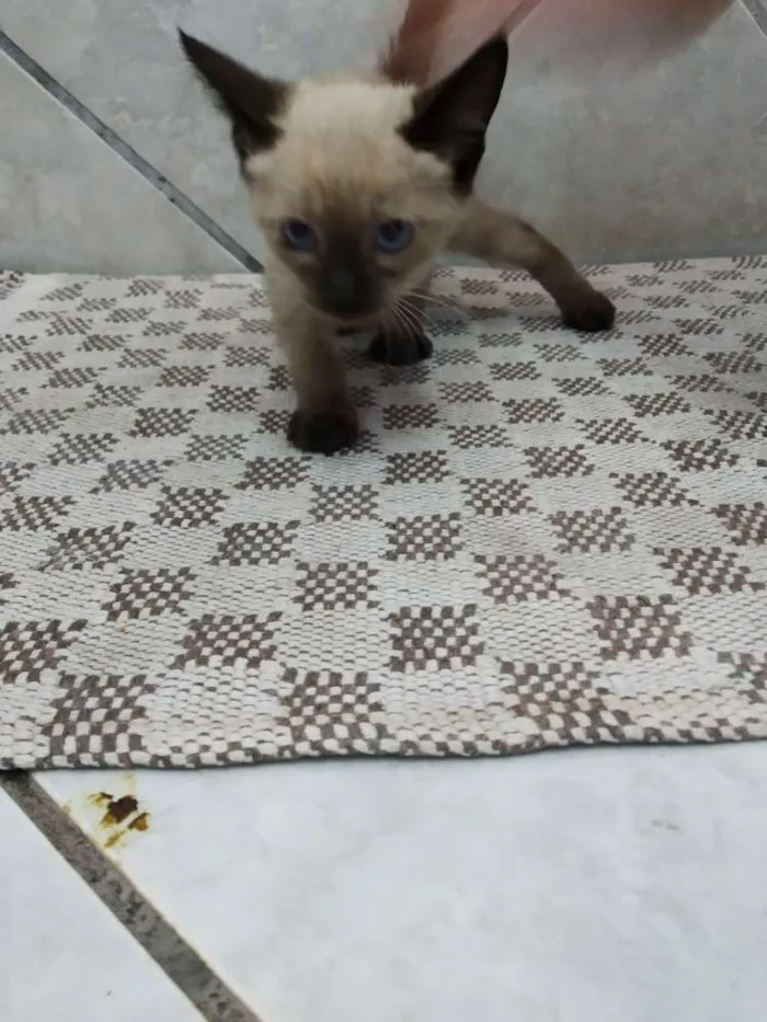 Gato ra a Não sei  idade Abaixo de 2 meses nome Sem nome