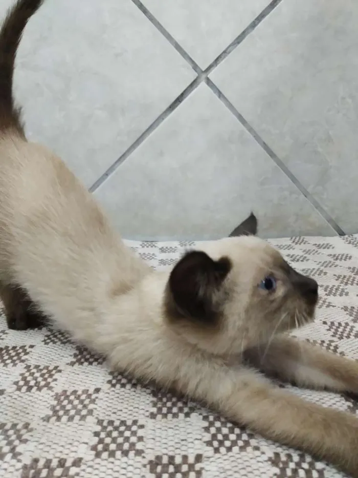 Gato ra a Não sei  idade Abaixo de 2 meses nome Sem nome