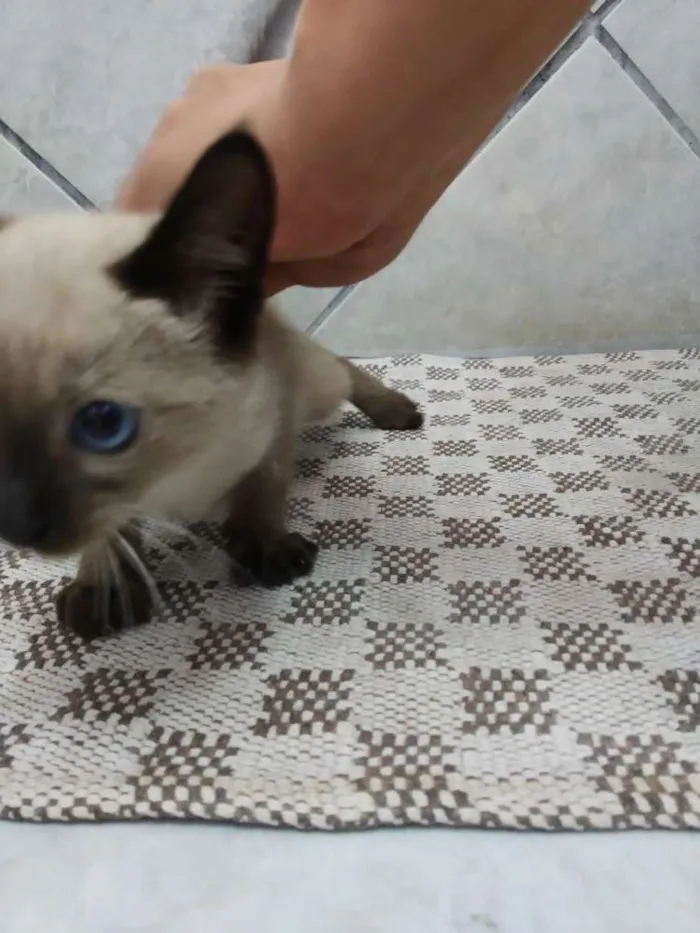 Gato ra a Não sei  idade Abaixo de 2 meses nome Sem nome