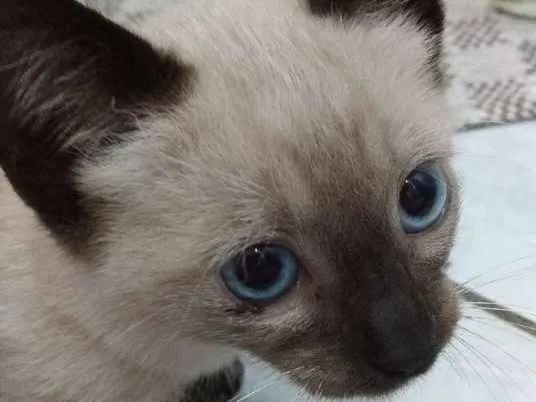 Gato ra a Não sei  idade Abaixo de 2 meses nome Sem nome