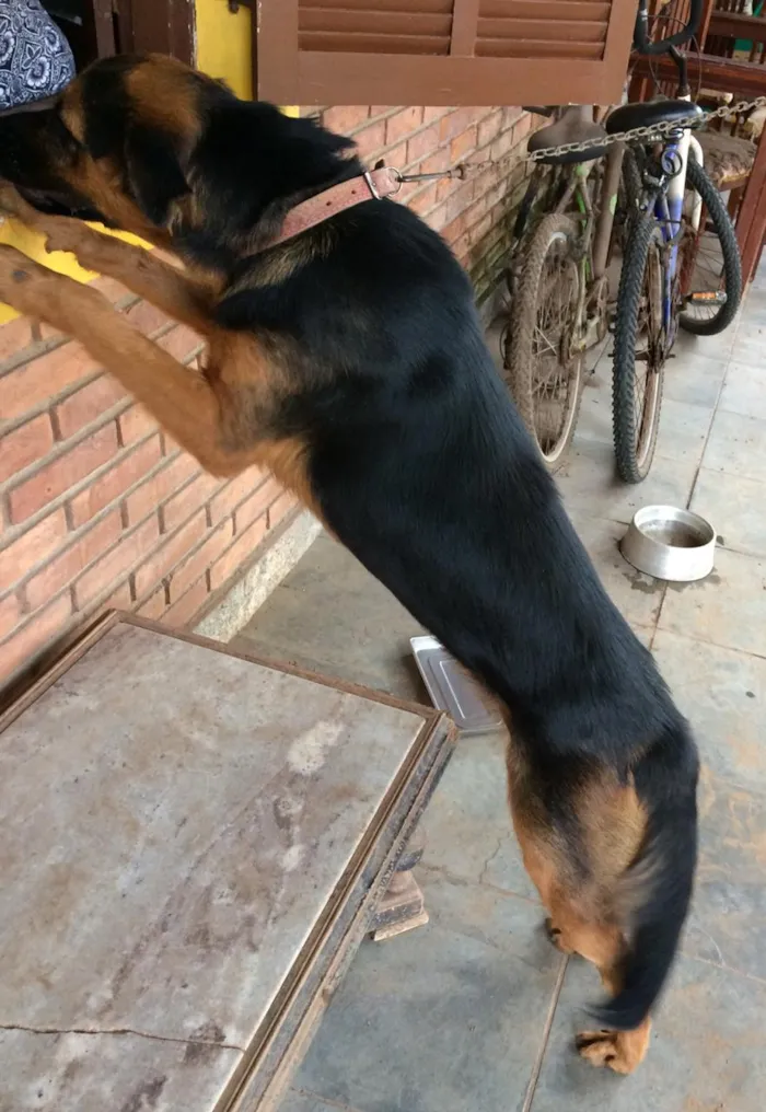 Cachorro ra a Pastor Alemão com Rottweiler idade 1 ano nome DORY