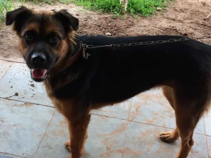 Cachorro ra a Pastor Alemão com Rottweiler idade 1 ano nome DORY
