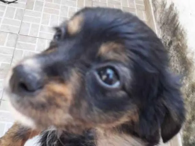Cachorro ra a Vira-lata  idade 2 a 6 meses nome Flor