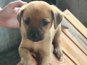 Cachorro raça SRD idade 2 a 6 meses nome Bia e Bibi 