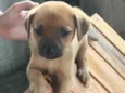Cachorro raça SRD idade 2 a 6 meses nome Bia e Bibi 